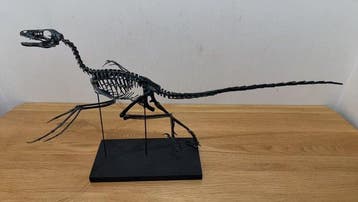 Dinosaurus Volledig skelet met schedel - Tyrannosaurus rex -