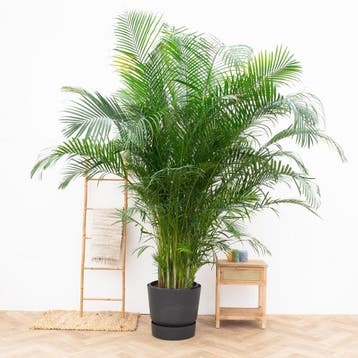 Green Bubble - Areca Palm XXL - 280cm - Ø45 - 50 cm, Ophalen of Verzenden