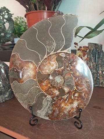 Ammoniet - Gefossiliseerd dier - Aioloceras (Cleoniceras)