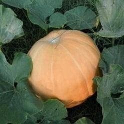 Pacific Giant Reuzenpompoen zaden, Ophalen of Verzenden, Nieuw