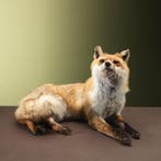 Vos Liggend Taxidermie Opgezette Dieren By Max, Verzamelen, Ophalen of Verzenden, Nieuw, Wild dier, Opgezet dier