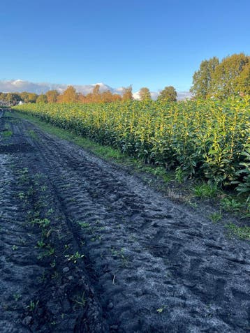 Laurier Genolia 60 tot 225cm met kluit smalle haag, Tuin en Terras, Verzenden, Laurier, Haag, 100 tot 250 cm