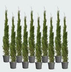Green Bubble - 10x Cupressus piramide - 210cm - Ø30 cm, Ophalen of Verzenden