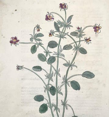 Leonhard Fuchs - Large hand coloured folio - Wild Pansy -