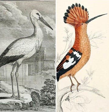 Buffon / Cuvier / dOrbigny / Travies et al - Set of 21, Antiek en Kunst