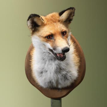 Vos Taxidermie Opgezette Dieren By Max, Verzamelen, Dierenverzamelingen, Ophalen of Verzenden, Nieuw, Wild dier, Opgezet dier