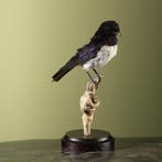 Amethistspreeuw Taxidermie Opgezette Dieren By Max, Verzamelen, Dierenverzamelingen, Ophalen of Verzenden, Nieuw, Vogel, Opgezet dier