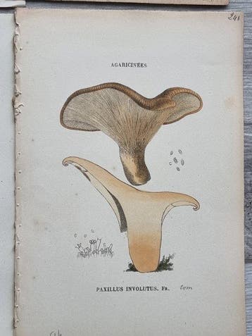 Claude Casimir Gillet (1806-1896) - Lot. of 21 tavole Les, Antiek en Kunst, Antiek | Boeken en Bijbels