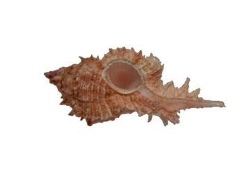 Prachtige stekelmurex: Chicomurex venustulus (56 mm) –, Nieuw