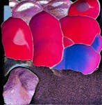 Us Box 3D Relief - Éclipse Orchidée