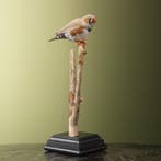 Zebravink Taxidermie Opgezette Dieren By Max, Ophalen of Verzenden, Nieuw, Vogel, Opgezet dier