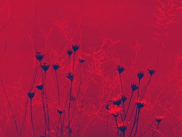 Susana Galbis (XX) - A life in bermellon