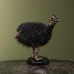 Struisvogel Kuiken Zwart Taxidermie Opgezette Dieren By Max, Ophalen of Verzenden, Nieuw, Vogel, Opgezet dier