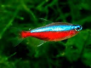 STUNT! 100 Kardinalen of neons €59,99, Dieren en Toebehoren, Vissen | Aquariumvissen, Vis, Zoetwatervis, Schoolvis