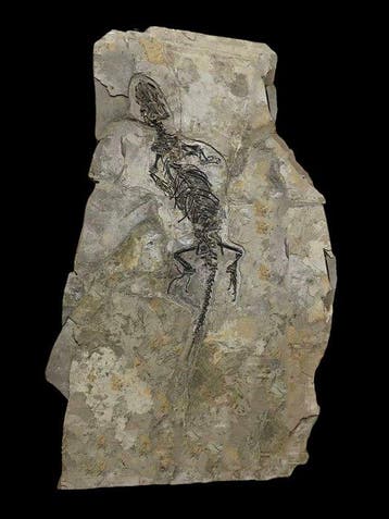 Gefossiliseerd dier - Monjurosuchus Fossil – Choristodera