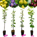 fruitbomen Appel Peer Kers Pruim + Pot 11cm 4, Tuin en Terras, Planten | Fruitbomen, Verzenden, Volle zon