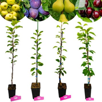 fruitbomen Appel Peer Kers Pruim + Pot 11cm 4, Tuin en Terras, Planten | Fruitbomen, Verzenden, Volle zon