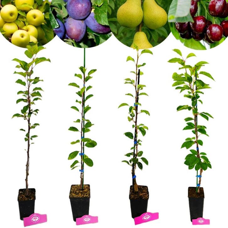 fruitbomen Appel Peer Kers Pruim + Pot 11cm 4, Tuin en Terras, Planten | Fruitbomen, Volle zon, Verzenden