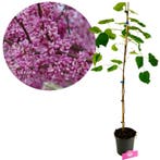 Cercis canadensis + pot 17cm, Verzenden