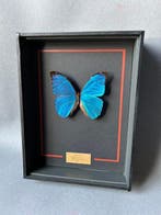 Vlinder Taxidermie volledige montage - Morpho didius - 26 cm, Nieuw