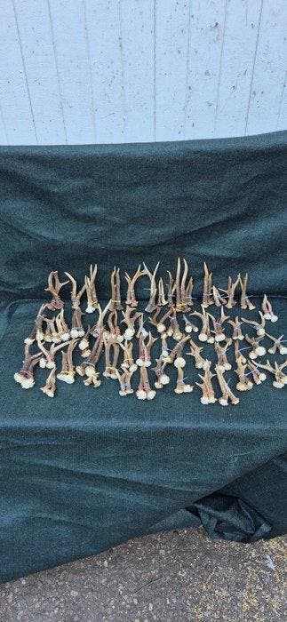 Ree Hoorns - Capreolus capreolus - énorme lot de 112 bois