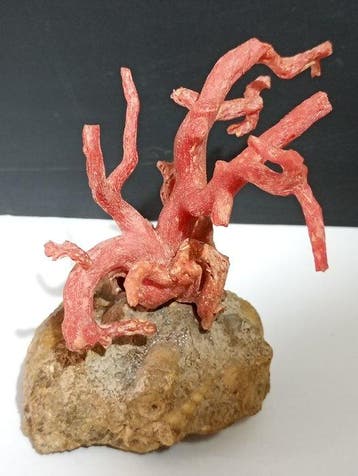 Koraal - 0.00 ct - Geen laboratoriumrapport