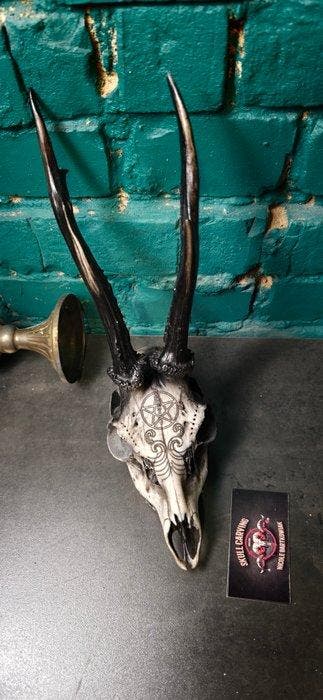 Ree Gesneden schedel - Caproleus caproleus - 25 cm - 11 cm -