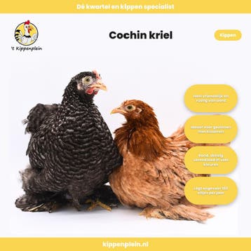 Verschillende Soorten Jonge Tamme Krielkippen Te Koop!, Vrouwelijk, Kip