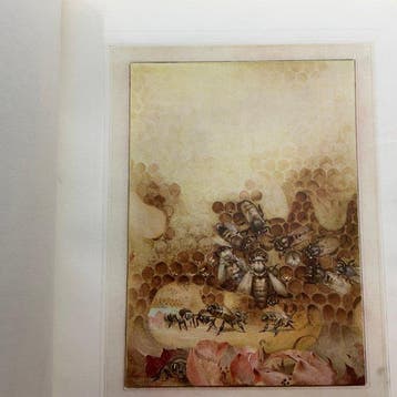 Maurice Maeterlinck / Edward J. Detmold - The Life of the