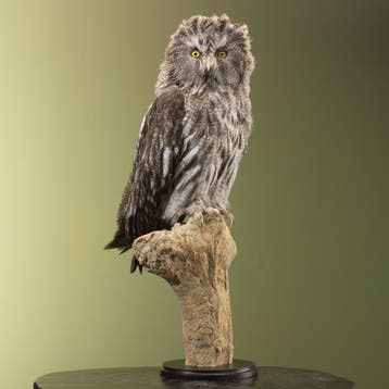 Laplanduil Taxidermie Opgezette Dieren By Max, Ophalen of Verzenden, Nieuw, Vogel, Opgezet dier