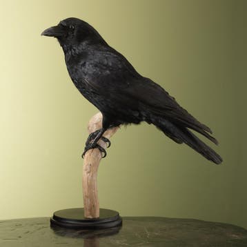 Zwarte Kraai Taxidermie Opgezette Dieren By Max, Ophalen of Verzenden, Nieuw, Vogel, Opgezet dier