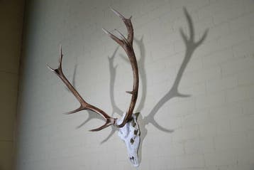 Large Red Stag Trophy Schedel - Cervus elaphus - 60 cm - 115, Verzamelen, Dierenverzamelingen, Nieuw