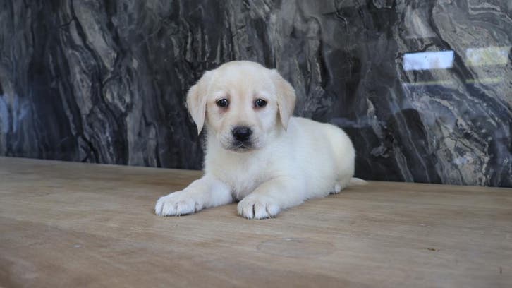 labrador puppys, Dieren en Toebehoren, Honden | Retrievers, Spaniëls en Waterhonden, Meerdere, Meerdere dieren, CDV (hondenziekte)