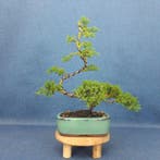 Jeneverbes bonsai (Juniperus) - Hoogte (boom): 27 cm -, Antiek en Kunst