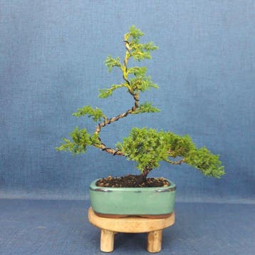 Jeneverbes bonsai (Juniperus) - Hoogte (boom): 27 cm -