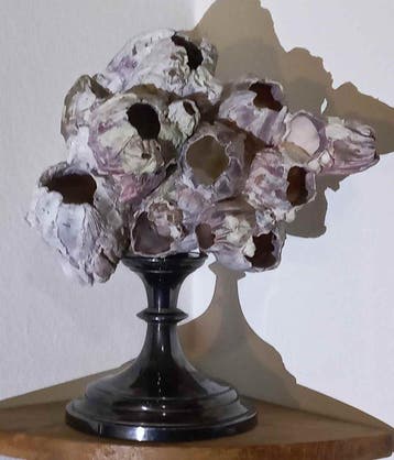 _ Hondentanden _ Taxidermie volledige montage - Thoracica -