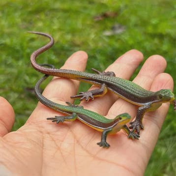 Realistische Hagedis & Leguaan Figuren Set - Educatief Speel, Dieren en Toebehoren, Verzenden, Nieuw