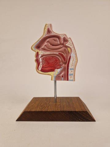 Anatomisch model - kunststof - 1980-1990 - Neus mond en