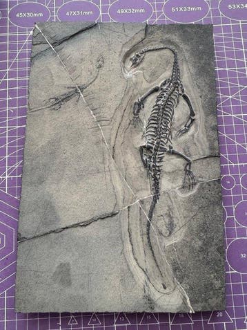 Uitzonderlijk fossiel: Keichousaurus – drie specimenen op