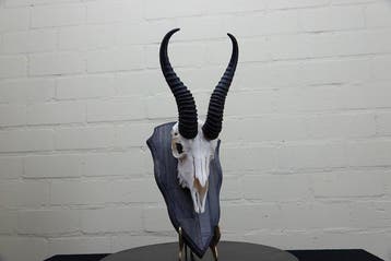 Springbok Schedel - Antidorcas marsupialis - 23 cm - 39 cm -, Nieuw