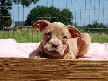 Old English Bulldog pups! t Gezonde type. Mogen mee!, Parvo, Nederland, 8 tot 15 weken, Bulldog