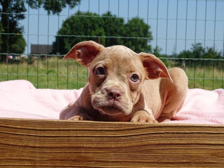 Old English Bulldog pups! t Gezonde type. Mogen mee!, Dieren en Toebehoren, Honden | Bulldogs, Pinschers en Molossers, Meerdere
