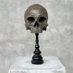 Beeld, NO RESERVE PRICE - Stunning human skull no jaw statue