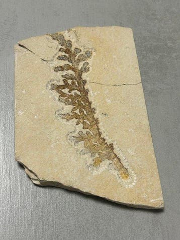 Conifeer - Fossiel fragment - Brachyphyllum - 18 cm - 12 cm