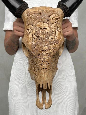 GEEN RESERVEPRIJS - Prachtige bruine koeieschedel, met de