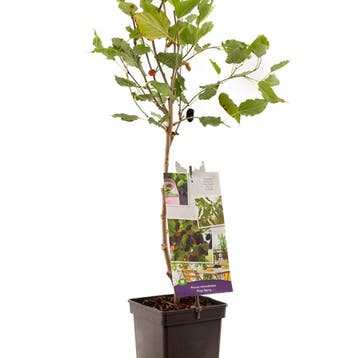 Moerbei Mojo Berry container (P18) Groen, Wit, Verzenden