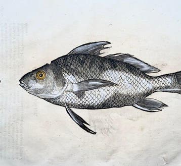 Aldrovandi; Fish, Galjoen, Black Bream, Red Sea Bream -