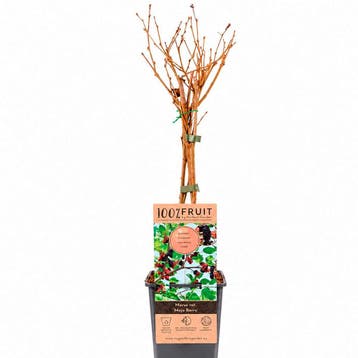 Morus rotundiloba BonBonBerry® Mojo Berry container (P15), Verzenden