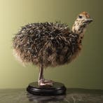 Struisvogel Kuiken Taxidermie Opgezette Dieren By Max, Ophalen of Verzenden, Nieuw, Vogel, Opgezet dier
