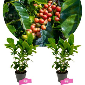 Coffea arabica + pot 12cm 2 pcs, Verzenden, Volle zon